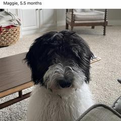 Bordoodle and Poodle All Grown Up from Swan Field Farms