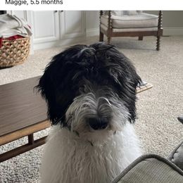 Bordoodle and Poodle All Grown Up from Swan Field Farms