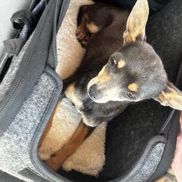 Pepita - Chihuahua