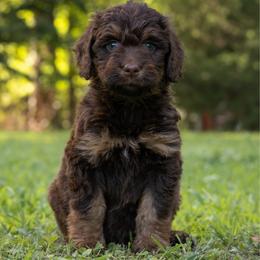Meatlug - Red phantom female Aussiedoodle puppy in Mountain Home, Arkansas from Amos and Oak Doodles
