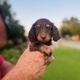 Virgil - Chocolate and tan male Dachshund puppy in Altus, Oklahoma from Johnson Prairie Pups