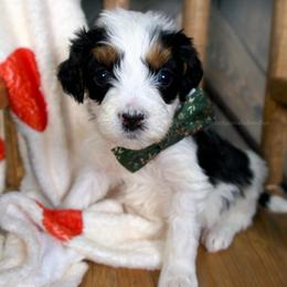 Bernard - Black and white male Bernedoodle puppy in Bowling Green, Ohio from Windy Creek Doodles