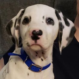 Dalmatians from Kendall's Dalmatians