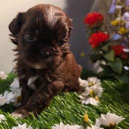 Remyy (Alvin) - Chocolate male Shih Tzu puppy in Brighton, Missouri from Morningstar's Shih Tzu