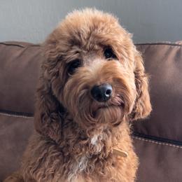 Pumpkin - Goldendoodle