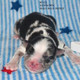 Buzz - Blue merle male Miniature Australian Shepherd puppy in Patterson, North Carolina from DreamLine Aussies
