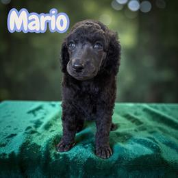 Mario - Black male Poodle puppy in Port Orange, Florida from Daytona’s Standard Poodles