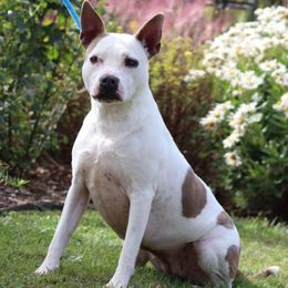 Tula - Blue fawn brindle female American Staffordshire Terrier puppy in Clintwood, Virginia from SkyBlue Kennel