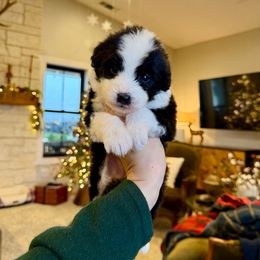 Susan - Black and white female Bernedoodle puppy in Yuba City, California from Ranch House Doodles