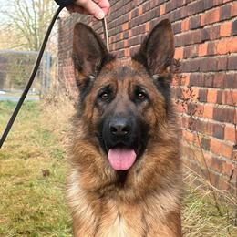 Ruby von den Leinewiesen - Black and red female German Shepherd puppy in Harvard, Illinois from Aus Dem Meer German Shepherds