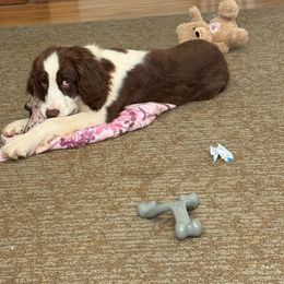 Gloria - Liver and white female English Springer Spaniel puppy in Cookeville, Tennessee from AVE Springer Spaniels
