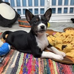 Vinny - Black and white male Basenji puppy in New Albany, Indiana from My African Gems