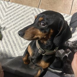 Nugget - Dachshund