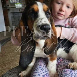 Jenny - Basset Hound