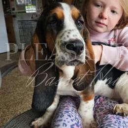 Jenny - Basset Hound