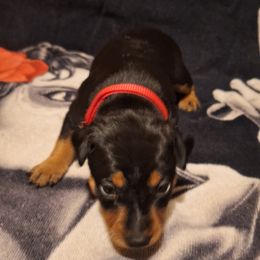 Miniature Pinscher Puppies from K&J's Min Pins Of Grand Lake