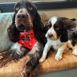 Amber - Liver white and tan English Springer Spaniel puppy in Park Rapids, Minnesota from Lakeside Summit Springers
