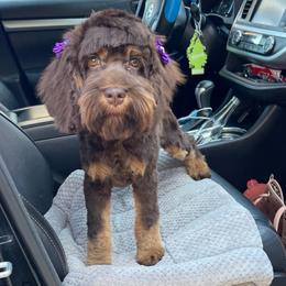 Godiva - Cockapoo
