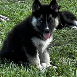 Siberian Husky Puppies from Hargaden Huskies