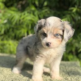 Poppy - Blue merle female Aussiedoodle puppy in Los Angeles, California from LA’s Favorite Puppies