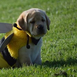 Labrador Retrievers from Skyline Hill Labradors