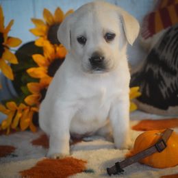 Brown collar - Yellow female Labrador Retriever puppy in Ridgecrest, California from Black Mountain Service Dogs