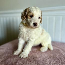 Butterfinger - Parti male Goldendoodle puppy in Taylorsville, North Carolina from Heartfelt Doodles
