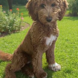 Baylee - Goldendoodle