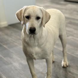Ginger - Labrador Retriever