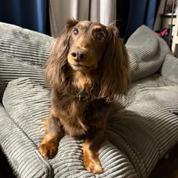 Copper - Chocolate and tan male Dachshund puppy in Sterling, Colorado from Country Chics Doxies