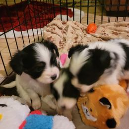 Tri male - White black and tan male Papillon puppy in Florida from Tammy's Papillon Playpen