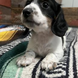 Dachshund Puppies from ATR Dachshunds