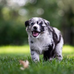 Australian Shepherd Puppies from Skyborne Australian Shepherds