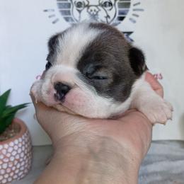Olivia - Blue female Boston Terrier puppy in Canmer, Kentucky from Hiser's Bluegrass Bostons