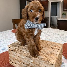 AKC Shadow - Ready today - Red  male Poodle puppy in Tampa, Florida from The Sweet Life of a Toy Poodle