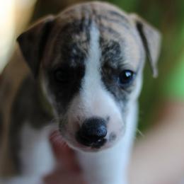 Iridessa - Fawn brindle female Whippet puppy in Robesonia, Pennsylvania from Rogue Mountain Manor