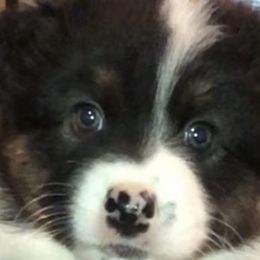 Australian Shepherd Puppies from Point Break