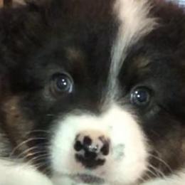 Australian Shepherd Puppies from Point Break