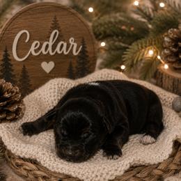 Cedar - Black tri male Miniature Australian Shepherd puppy in Paris, Texas from Kuttin’ Up Mini Aussies