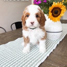 Bernedoodle and Cavapoo Puppies from Wonderful World Doodles