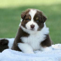 Freedom - Red tri-color male Australian Shepherd puppy in Chickasha, Oklahoma from Rustic Lace