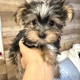 Maltese, Morkie, and Yorkshire Terrier Puppies from North Carolina Maltese, Yorkies & Morkies(previously California Maltese, Yorkies & Morkies)