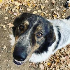 Karakachans from Roan View Farm