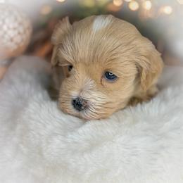 Malina - Wheaten female Miniature Schnauzer puppy in Dorr, Michigan from Enchanted Paws