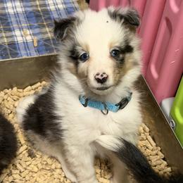 Bonbon - Blue merle white and tan female Shetland Sheepdog puppy in Wolcott, Indiana from Southside Shelties