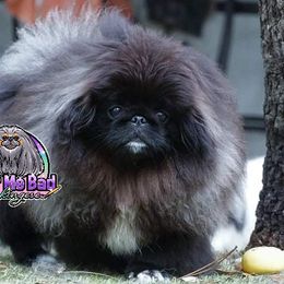 Pekingese Puppies from Color Me Bad Pekingese