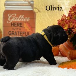 English Bulldog and French Bulldog Puppies from Jones Bulldogs