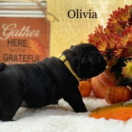 English Bulldog and French Bulldog Puppies from Jones Bulldogs