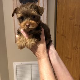 Yorkshire Terrier Puppies from Happy Days Acres and Yorkies