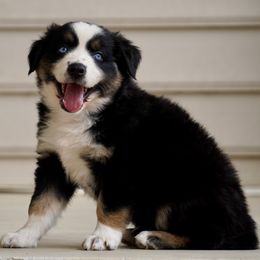 Ricotta - Black tri-color male Australian Shepherd puppy in Glenville, Pennsylvania from Rolling Hills Australian Shepherds